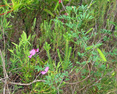 Tephrosia grandiflora