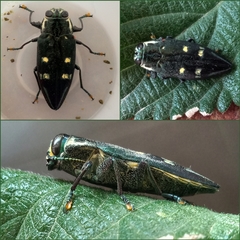 Chrysobothris desmaresti