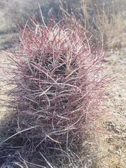 Sclerocactus polyancistrus