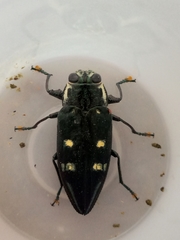Chrysobothris desmaresti
