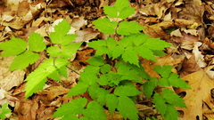 Actaea pachypoda