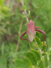 Athaumastus haematicus