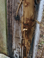 Ursus arctos sitkensis