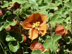 Fremontodendron decumbens