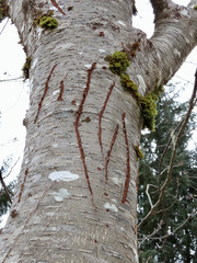 Ursus arctos sitkensis