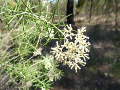 Cassinia laevis