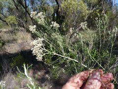 Cassinia laevis