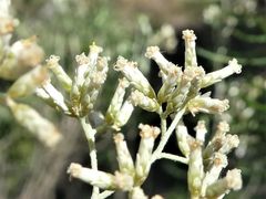 Cassinia laevis