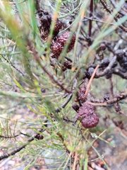Allocasuarina nana
