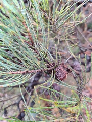 Allocasuarina nana