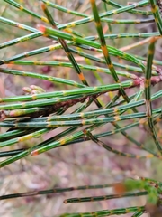 Allocasuarina nana