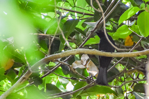 Shining Drongo (Dicrurus atripennis)