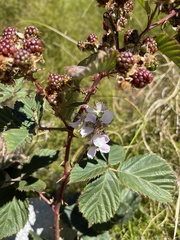 Rubus affinis