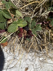 Rubus affinis