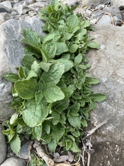 Erythranthe cardinalis