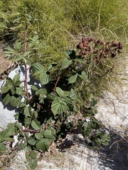 Rubus affinis