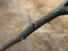 Zanthoxylum schinifolium