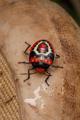 Brachystethus rubromaculatus