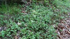 Antennaria parlinii