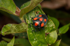 Brachystethus rubromaculatus