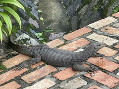 Varanus nebulosus