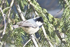 Periparus ater rufipectus