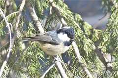 Periparus ater rufipectus