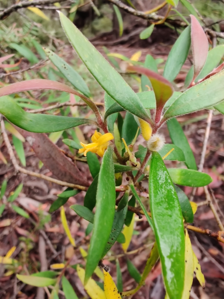 Soft Geebung