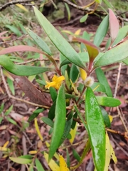Persoonia mollis