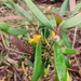 Persoonia mollis - Photo (c) Ruby E Stephens, algunos derechos reservados (CC BY-NC), subido por Ruby E Stephens