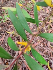 Persoonia mollis