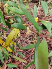 Persoonia mollis