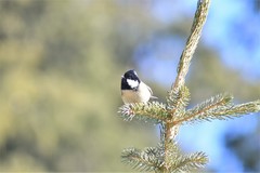 Periparus ater rufipectus
