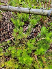 Persoonia chamaepitys