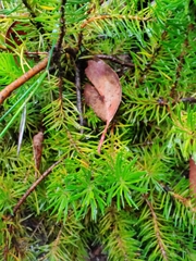 Persoonia chamaepitys