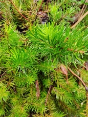 Persoonia chamaepitys