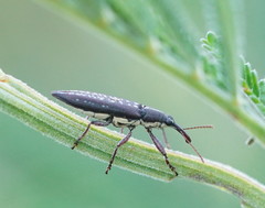 Rhinotia brunnea