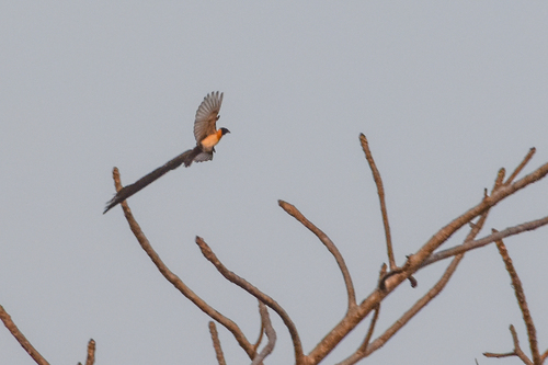 Exclamatory Paradise Whydah (Vidua interjecta), photo 8