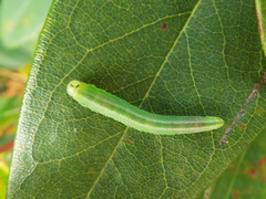 Tenthredopsis friesei