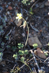 Oxalis pes-caprae sericea