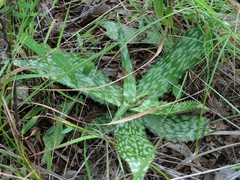 Aloe greatheadii greatheadii