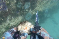 Pododesmus macrochisma