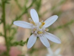 Olearia floribunda