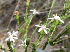 Olearia floribunda
