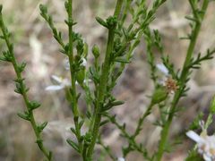 Olearia floribunda