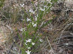 Olearia floribunda