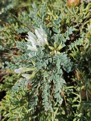 Astragalus tragacantha