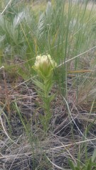 Castilleja cusickii