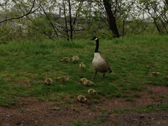 Branta canadensis