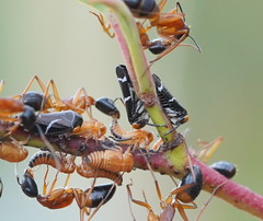 Eurymeloides bicincta